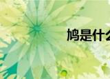 鸠是什么鸟（鸠介绍）