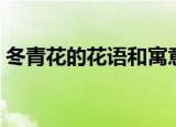 冬青花的花语和寓意（冬青花的花语和寓意）