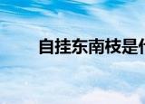 自挂东南枝是什么意思（出自何处）