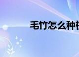 毛竹怎么种植（毛竹如何种植）
