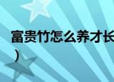 富贵竹怎么养才长得好（富贵竹养殖方法介绍）