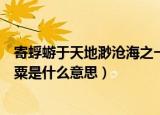 寄蜉蝣于天地渺沧海之一粟意思（寄蜉蝣于天地渺沧海之一粟是什么意思）