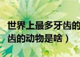 世界上最多牙齿的动物是什么（世界上最多牙齿的动物是啥）