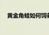黄金角蛙如何饲养（如何饲养黄金角蛙）