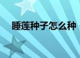 睡莲种子怎么种（睡莲种子的种植方法）