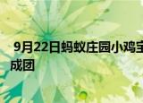  9月22日蚂蚁庄园小鸡宝宝问题 猫咪睡觉时为什么把身体蜷成团