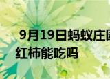  9月19日蚂蚁庄园小鸡问题：没成熟的青西红柿能吃吗
