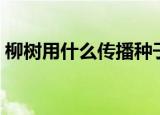 柳树用什么传播种子（柳树靠什么传播种子）