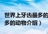 世界上牙齿最多的动物是（关于世界上牙齿最多的动物介绍）
