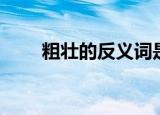 粗壮的反义词是什么（粗壮的意思）