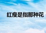 红瘦是指那种花（红瘦到底是什么花呢）