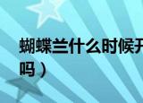 蝴蝶兰什么时候开花（几点钟 蝴蝶兰开花快吗）