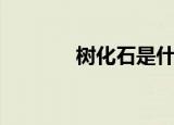 树化石是什么（啥是树化石）