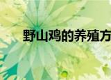 野山鸡的养殖方法（野山鸡如何养殖）