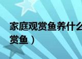 家庭观赏鱼养什么鱼好（最适合家养的5种观赏鱼）