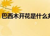 巴西木开花是什么兆头（巴西木开花的解释）