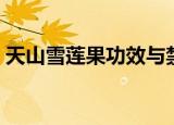 天山雪莲果功效与禁忌（天山雪莲果怎么吃）