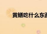 黄鳝吃什么东西（黄鳝吃哪些东西）