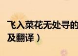 飞入菜花无处寻的意思（飞入菜花无处寻原文及翻译）