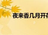 夜来香几月开花（夜来香开花月份）