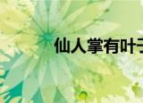 仙人掌有叶子吗（仙人掌简介）