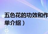 五色花的功效和作用（五色花的功效和作用简单介绍）