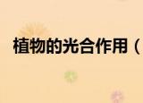 植物的光合作用（植物的光合作用是什么）