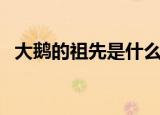 大鹅的祖先是什么（大鹅的祖先竟然是它）