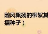 随风飘扬的柳絮其实是柳树的（柳树靠什么传播种子）