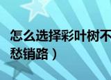 怎么选择彩叶树不愁销路（如何选择彩叶树不愁销路）