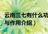 云南三七有什么功效与作用（云南三七的功效与作用介绍）