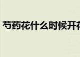 芍药花什么时候开花（芍药花开花时间介绍）