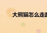 大熊猫怎么走路（大熊猫走路方法）
