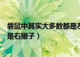 袋鼠中其实大多数都是左撇子还是右撇子（袋鼠是左撇子还是右撇子）