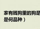 家有贱狗里的狗是什么品种（家有贱狗里的狗是何品种）