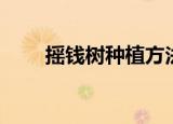 摇钱树种植方法（种摇钱树的技巧）