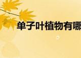 单子叶植物有哪些（植物分别有什么）