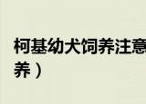 柯基幼犬饲养注意那些事项（柯基幼犬如何饲养）