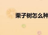 栗子树怎么种（栗子树种植方法）