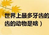 世界上最多牙齿的动物是什么（世界上最多牙齿的动物是啥）