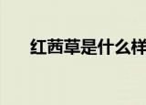 红茜草是什么样的（红茜草简单介绍）
