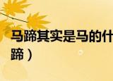 马蹄其实是马的什么部位（哪个部位是马的马蹄）