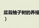 盆栽柚子树的养殖方法（盆栽柚子树怎么养殖）