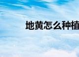 地黄怎么种植（地黄的种植方法）