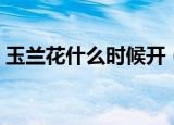 玉兰花什么时候开（玉兰花开花是什么时候）