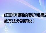 红豆杉根雕的养护和摆放方法介绍（红豆杉根雕的养护和摆放方法分别解说）