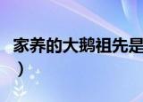 家养的大鹅祖先是什么（家养的大鹅祖先是谁）