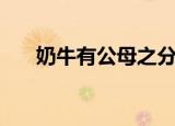 奶牛有公母之分吗（奶牛分公母的吗）
