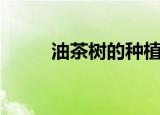 油茶树的种植（油茶树怎么种植）