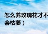 怎么养玫瑰花才不会枯萎（如何养玫瑰花才不会枯萎）